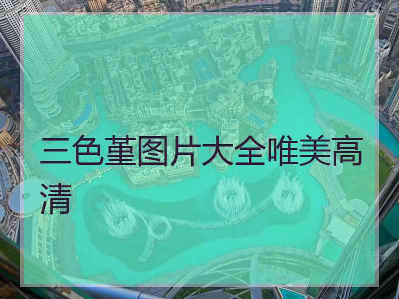 三色堇图片大全唯美高清